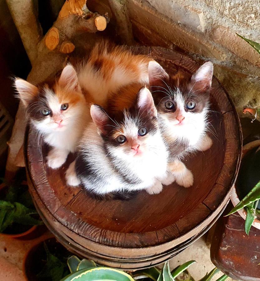 Agriturismo Il Vecchio Mandorlo Перуджа Екстериор снимка