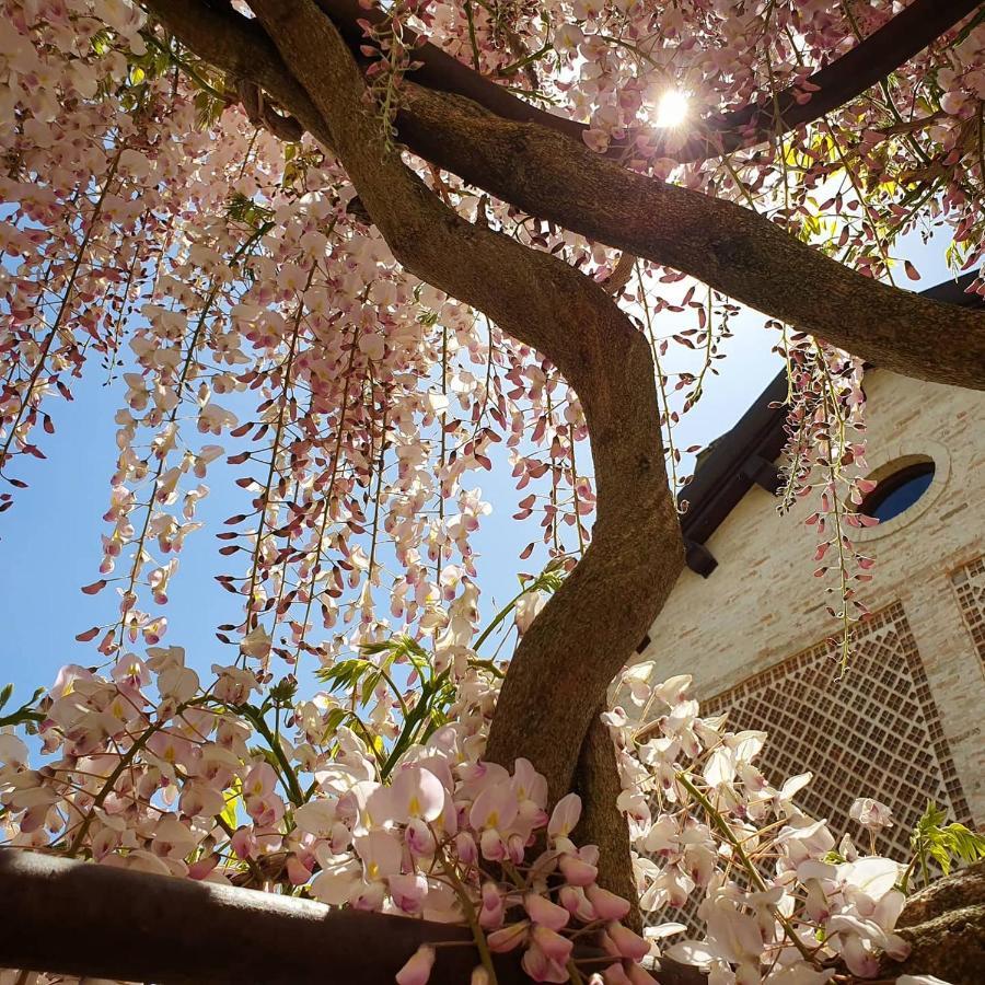 Agriturismo Il Vecchio Mandorlo Перуджа Екстериор снимка