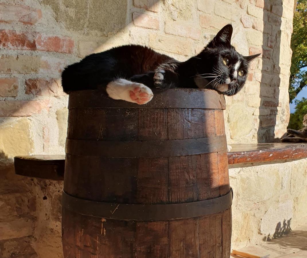 Agriturismo Il Vecchio Mandorlo Перуджа Екстериор снимка