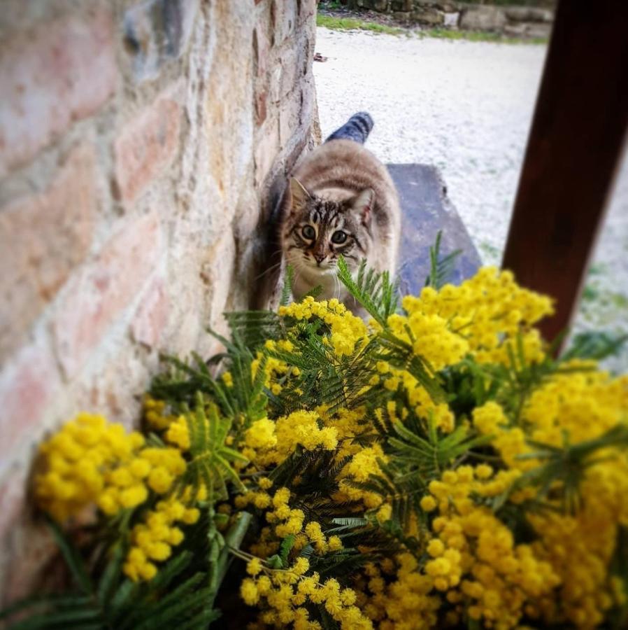 Agriturismo Il Vecchio Mandorlo Перуджа Екстериор снимка