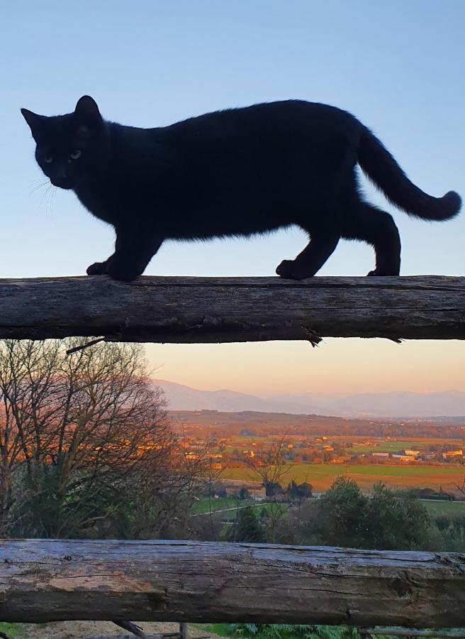 Agriturismo Il Vecchio Mandorlo Перуджа Екстериор снимка