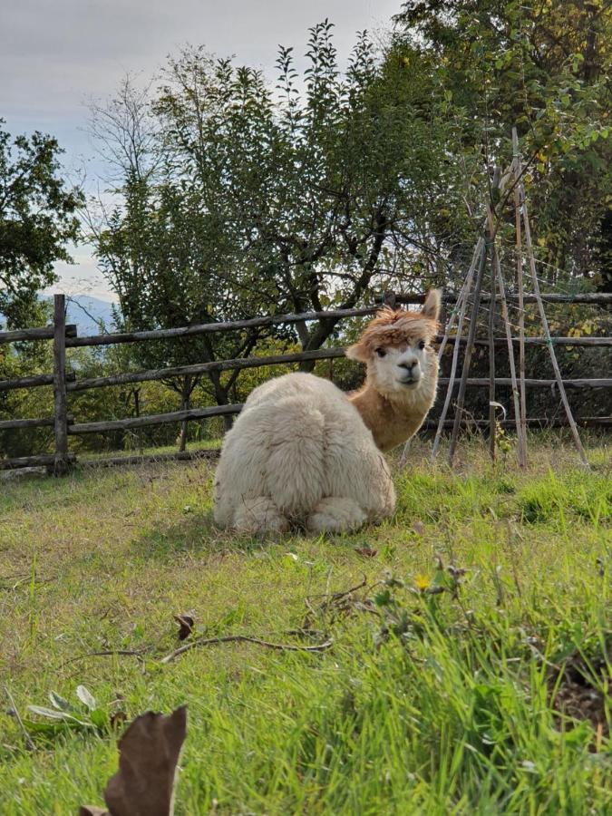 Agriturismo Il Vecchio Mandorlo Перуджа Екстериор снимка